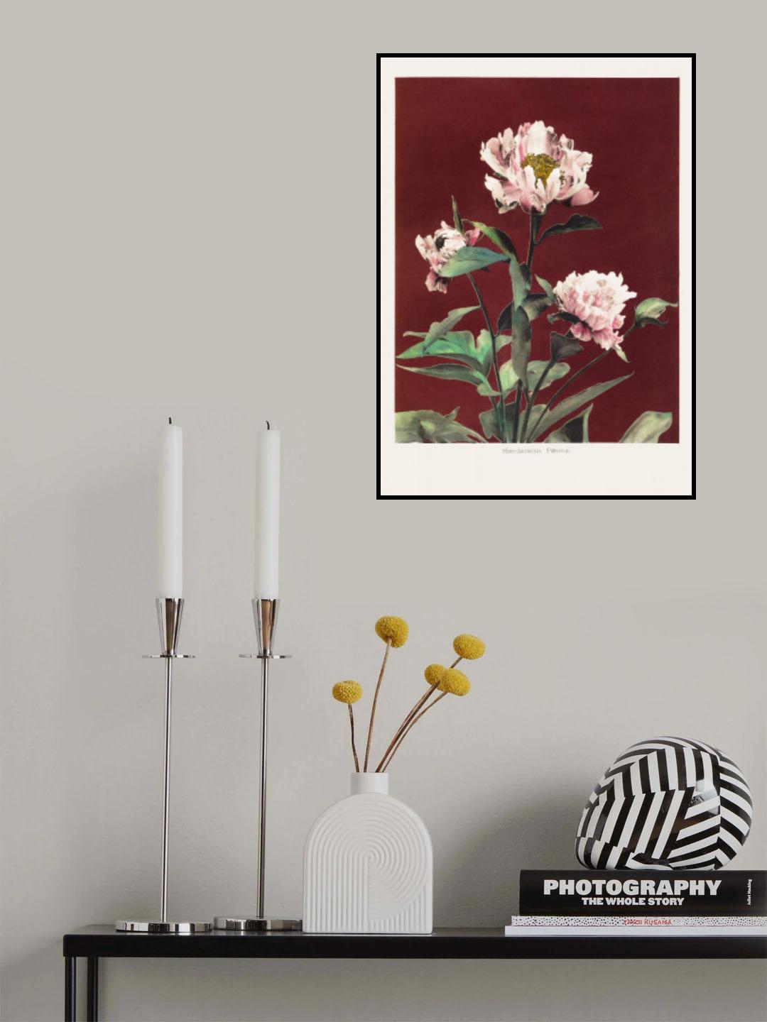 Hærdaceous Peony no2 Poster och Canvastavla