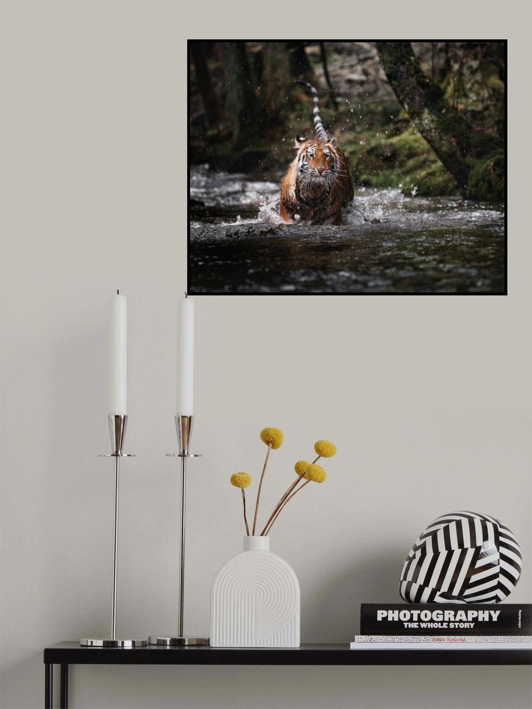 Big cat in creek Poster och Canvastavla