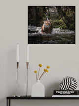 Big cat in creek Poster och Canvastavla