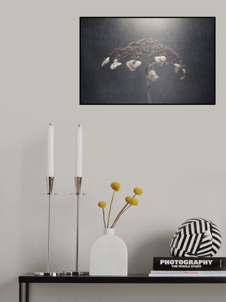 Withe hydrangea Poster och Canvastavla