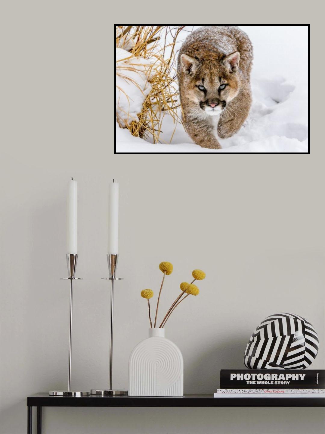 Sneaky Cougar Poster och Canvastavla