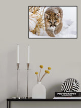 Sneaky Cougar Poster och Canvastavla