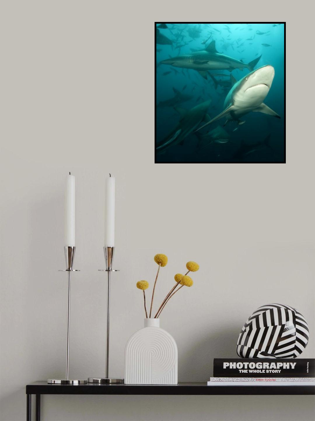 Shark School Poster och Canvastavla