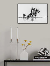Husky sledge Poster och Canvastavla