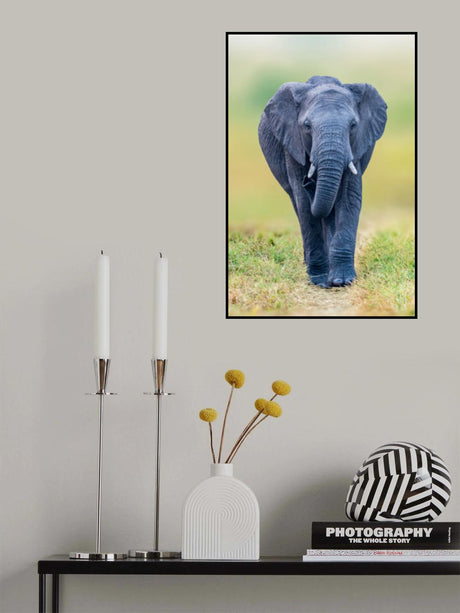 Elephant Poster och Canvastavla
