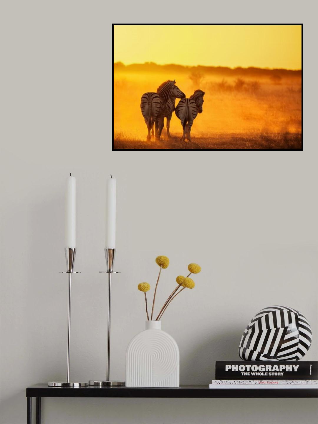Zebra in the light Poster och Canvastavla