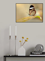 Glasswing Butterfly Poster och Canvastavla