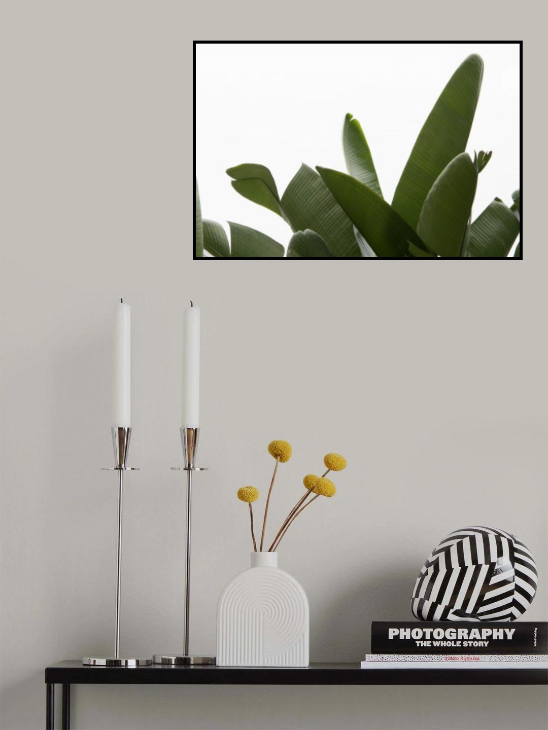 Travellers Palm Leaves Foliage Photo 03 Poster och Canvastavla