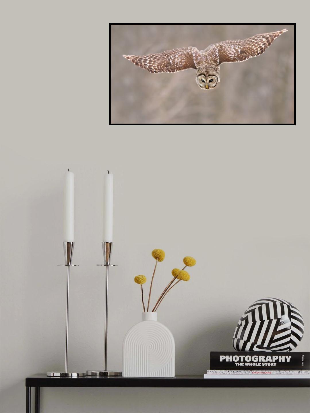 Hunting Barred Owl Poster och Canvastavla