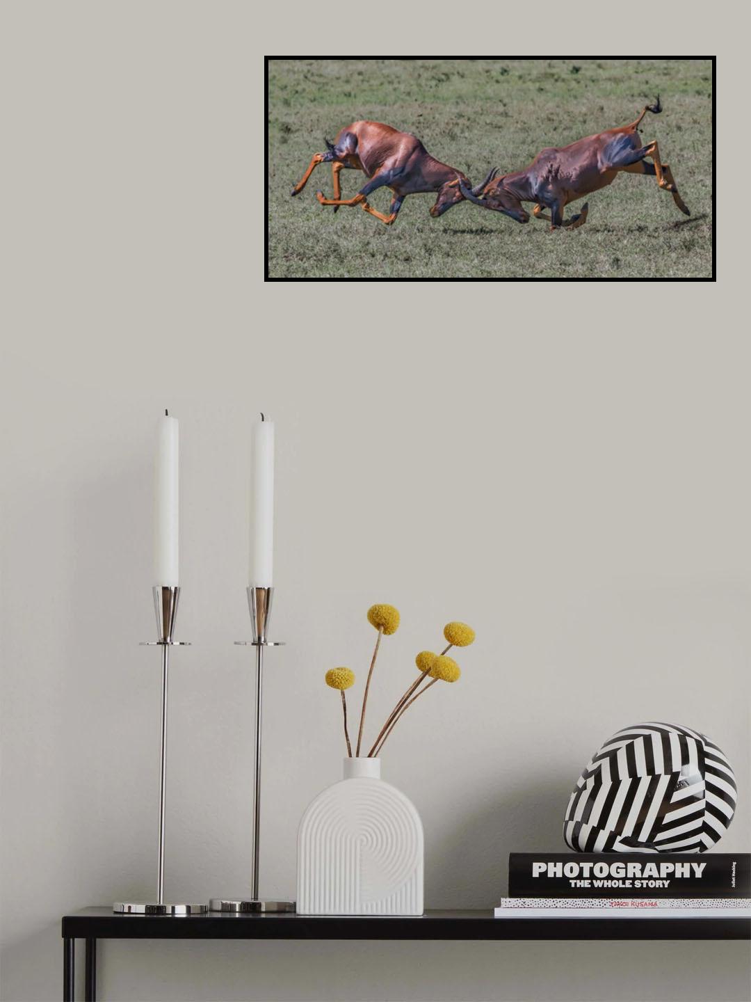 Head to Head Poster och Canvastavla