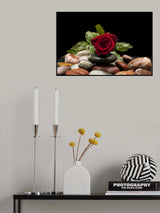 red rose Poster och Canvastavla