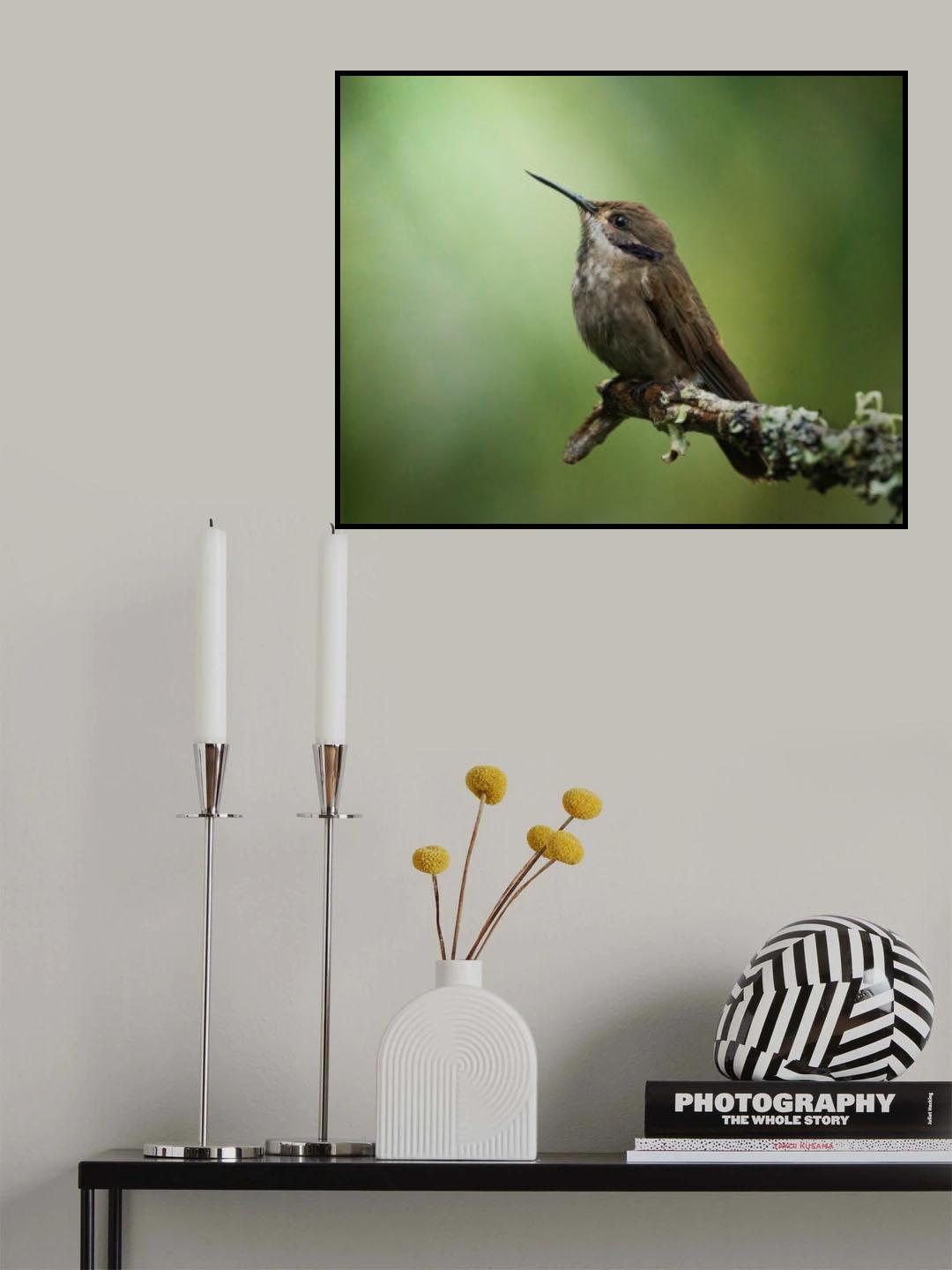 Colibri delphinae Poster och Canvastavla