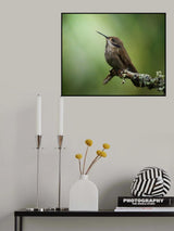 Colibri delphinae Poster och Canvastavla