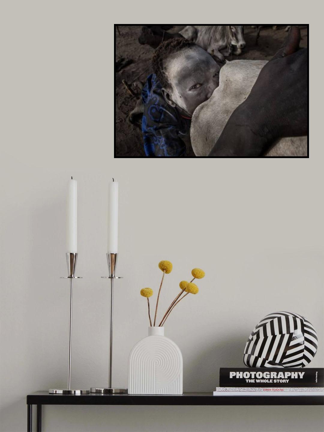 Mundari child stimulating sexually a cow to increase milk - South Sudan Poster och Canvastavla