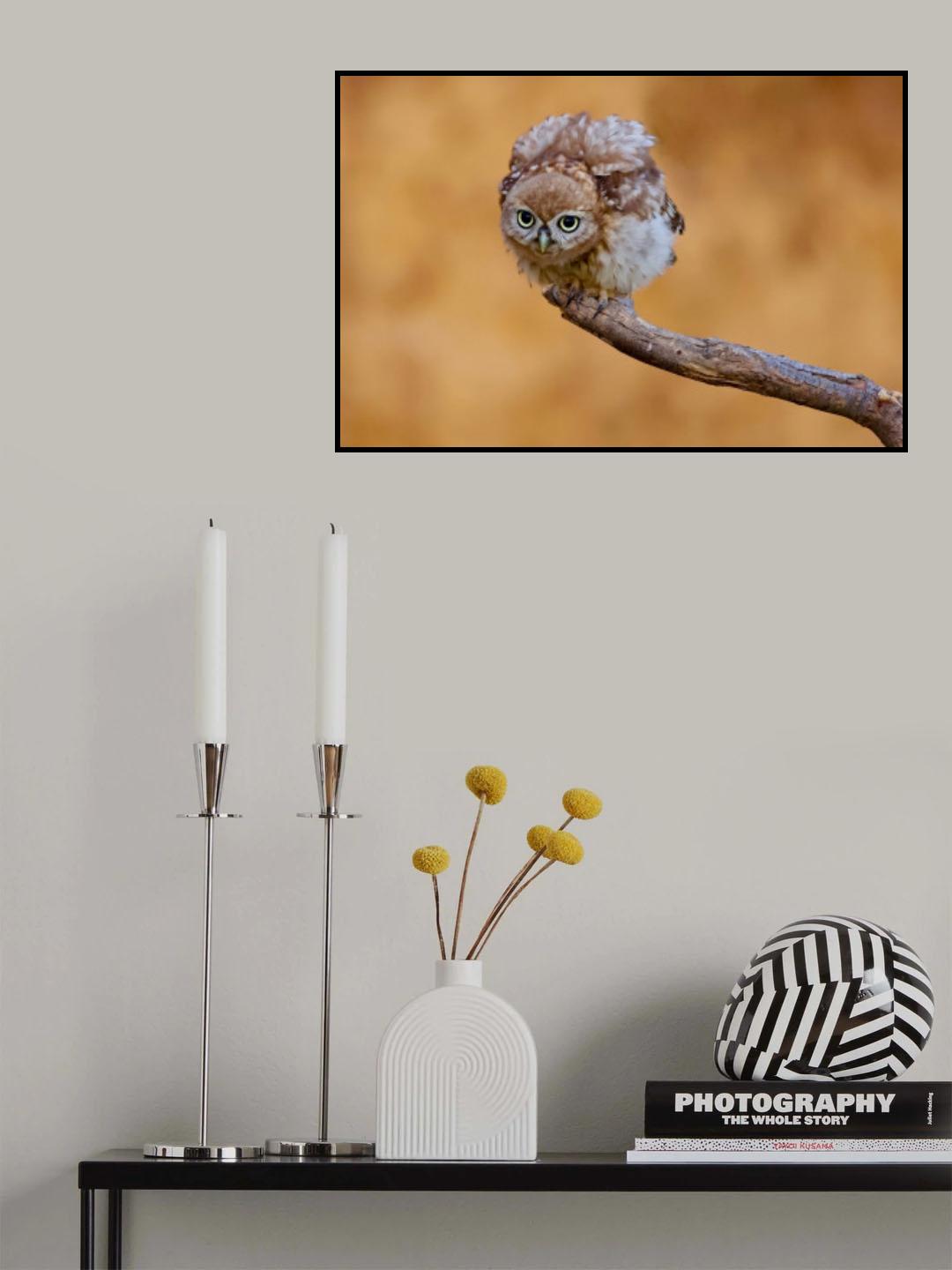 Little owl Poster och Canvastavla