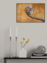 Little owl Poster och Canvastavla