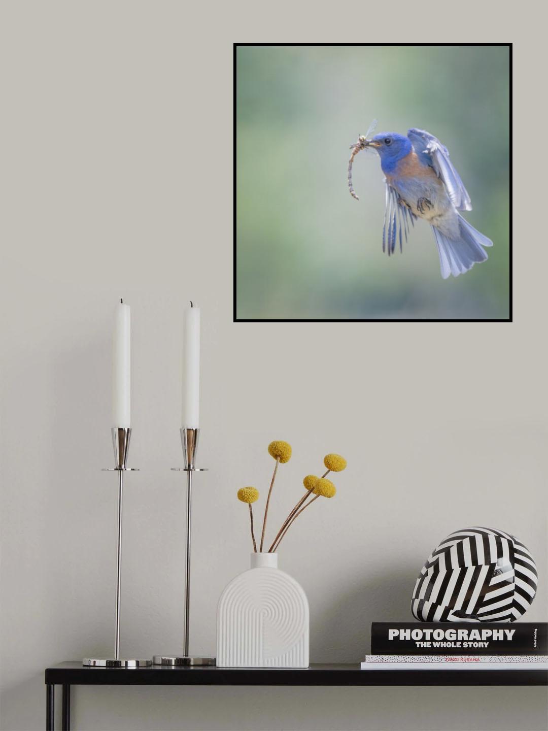 Bluebird caught a dragonfly Poster och Canvastavla