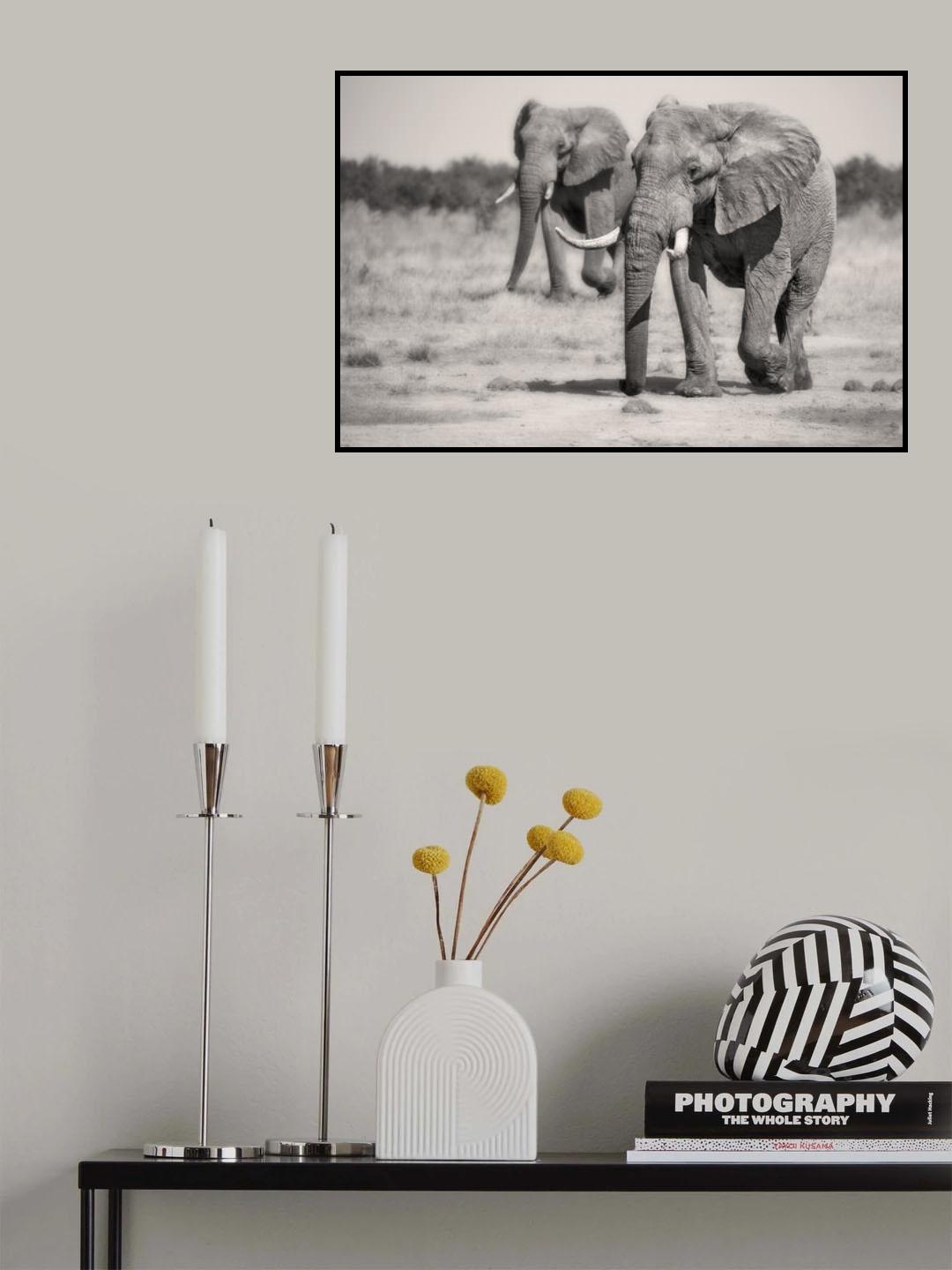 Twin Elephants Poster och Canvastavla