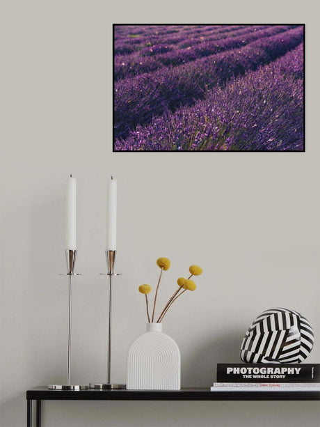 Provence Lavender Poster och Canvastavla