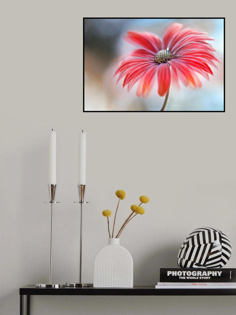 Cape Daisy* Poster och Canvastavla