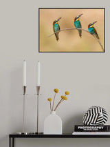 Bee-eaters Poster och Canvastavla