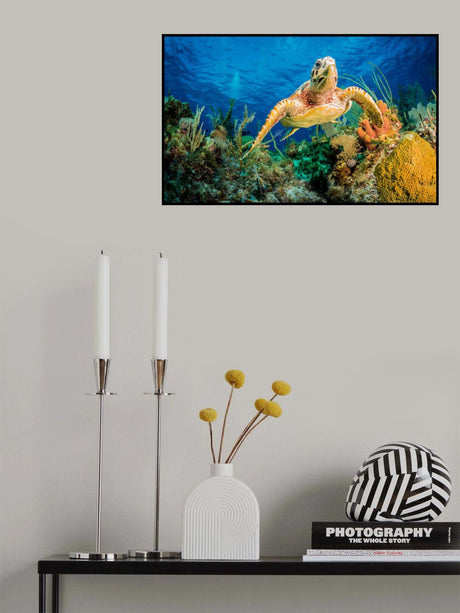 Hawksbill turtle swimming through Caribbean reef Poster och Canvastavla