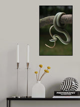 green snake Poster och Canvastavla