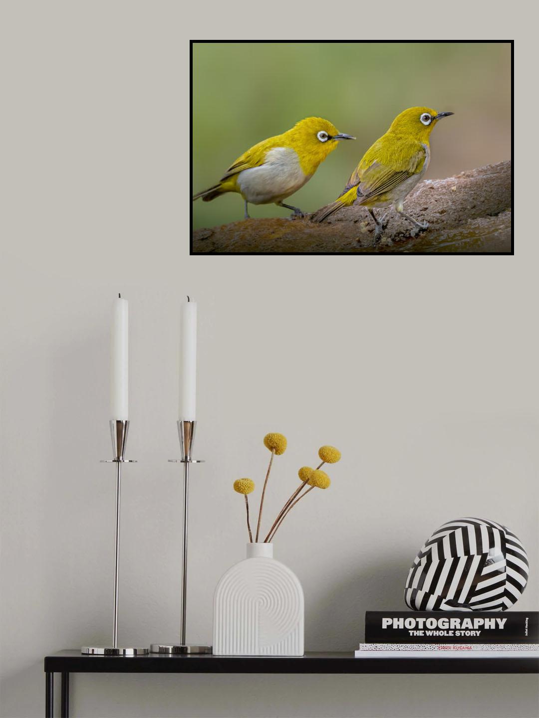 Oriental White Eye Poster och Canvastavla