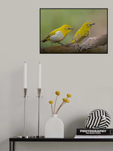Oriental White Eye Poster och Canvastavla