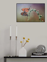 mating Poster och Canvastavla