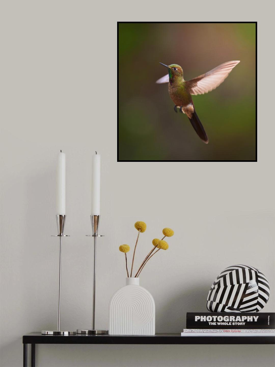 Chalcostigma heteropogon Poster och Canvastavla