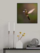 Chalcostigma heteropogon Poster och Canvastavla