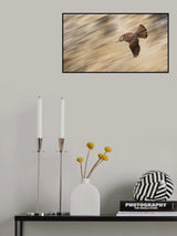 Speeding Falcon Poster och Canvastavla