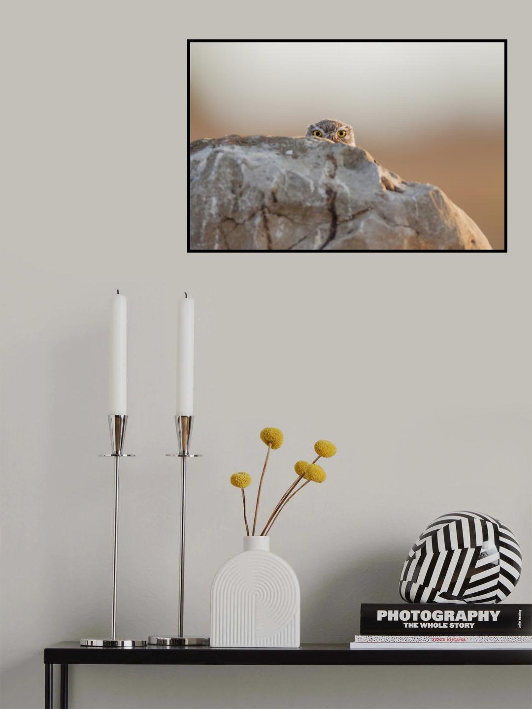 little owl Poster och Canvastavla