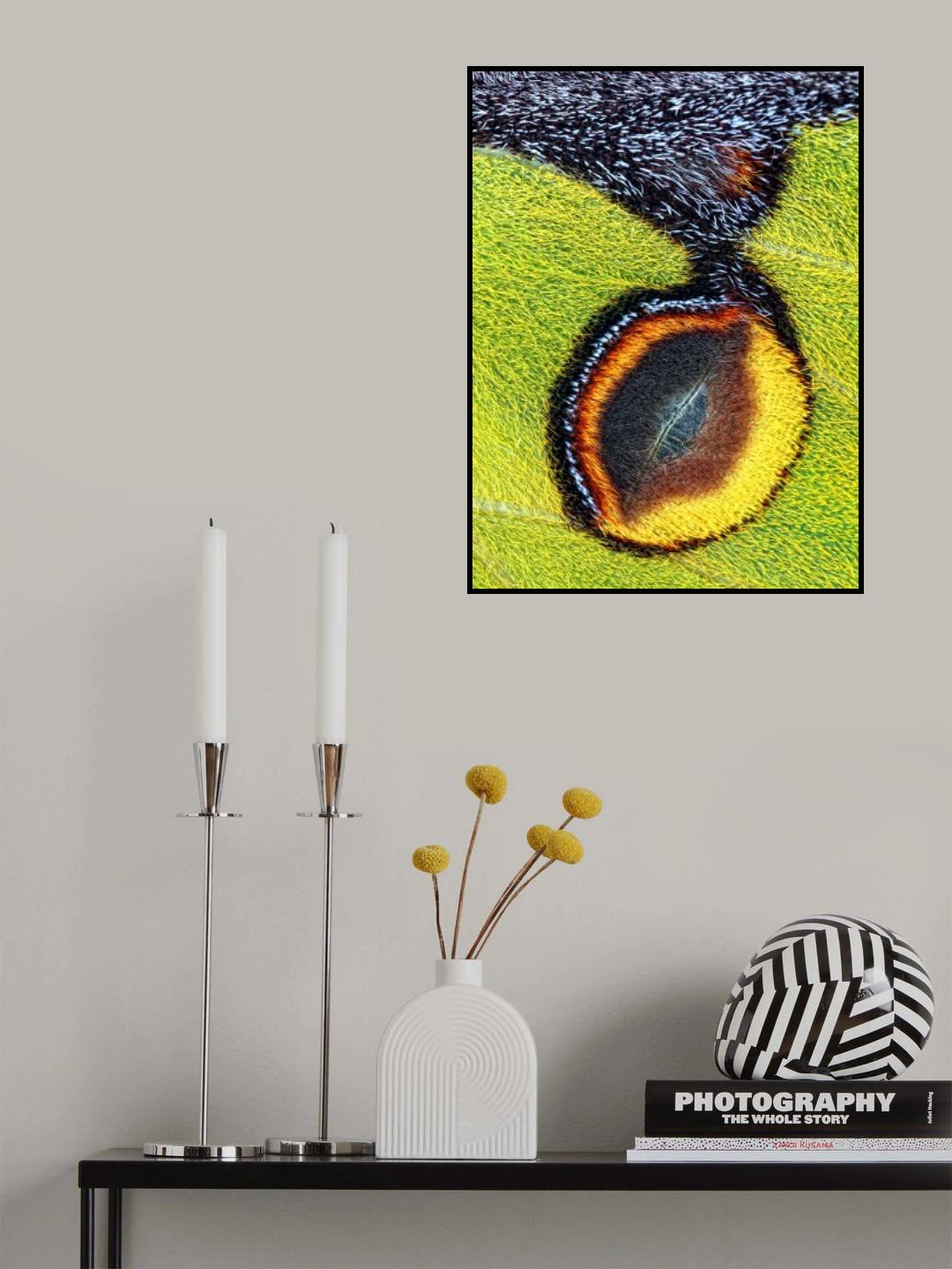 Eyespot Poster och Canvastavla