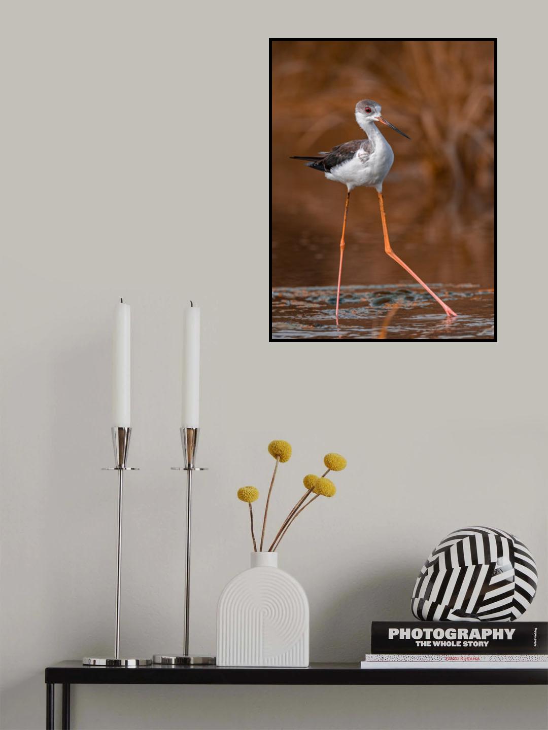 black-winged stilt Poster och Canvastavla