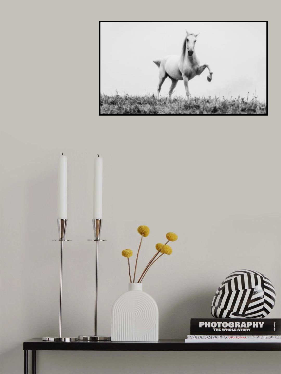 a short story about white beauty Poster och Canvastavla