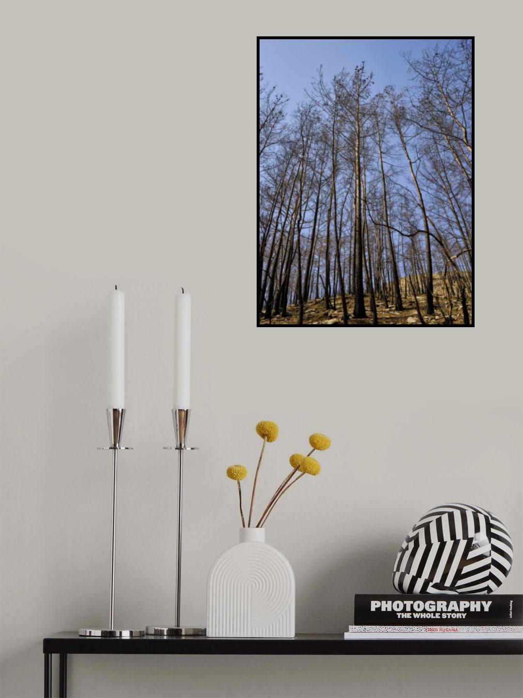 burnt trees in the forest Poster och Canvastavla