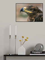 Eagle Poster och Canvastavla