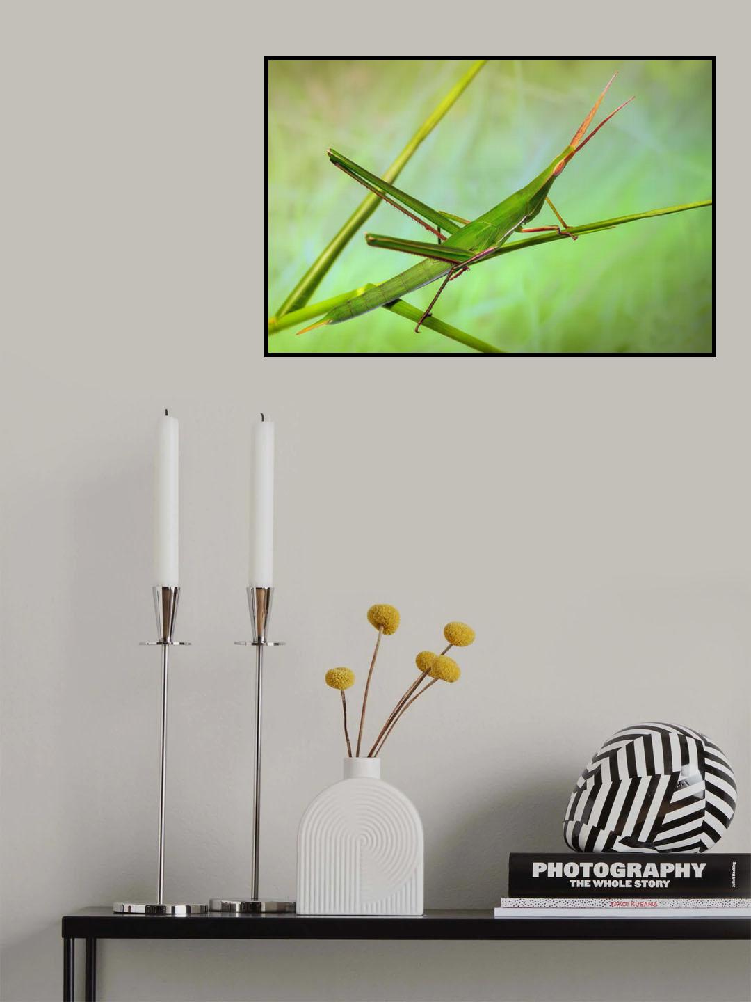 Grasshopper Poster och Canvastavla