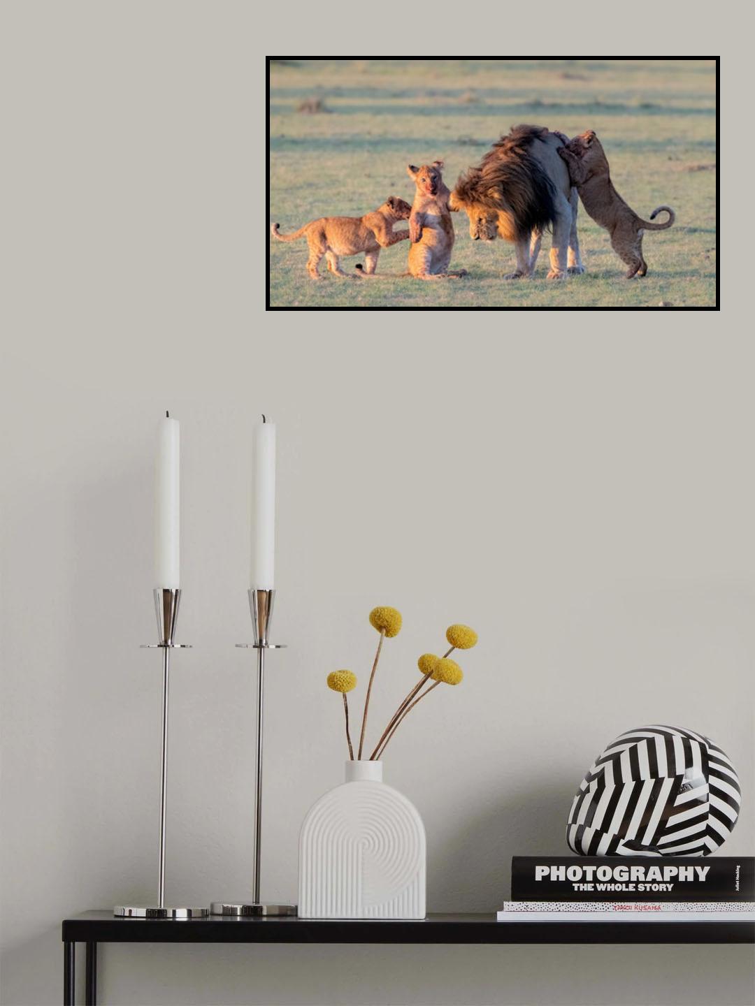 Lion  family Poster och Canvastavla