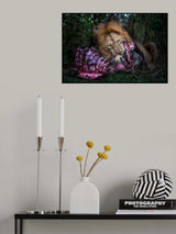 Don´t disturb Poster och Canvastavla