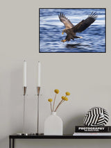 White-tailed Eagle Poster och Canvastavla