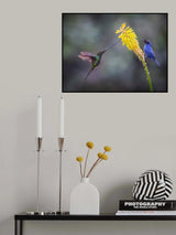Masked Flowerpiercer &amp; Sword-billed Hummingbird Poster och Canvastavla