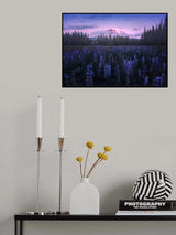 Adam's Lupine Poster och Canvastavla