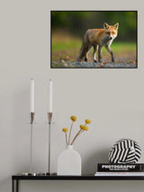 Red Fox Poster och Canvastavla