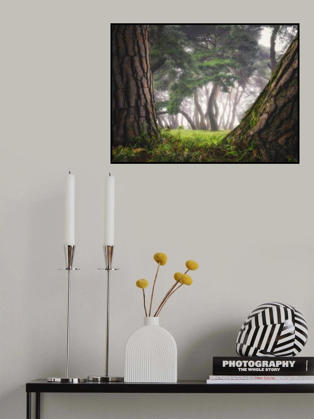 Old trees Poster och Canvastavla