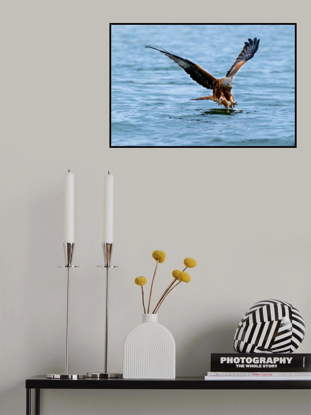 Red kite Poster och Canvastavla