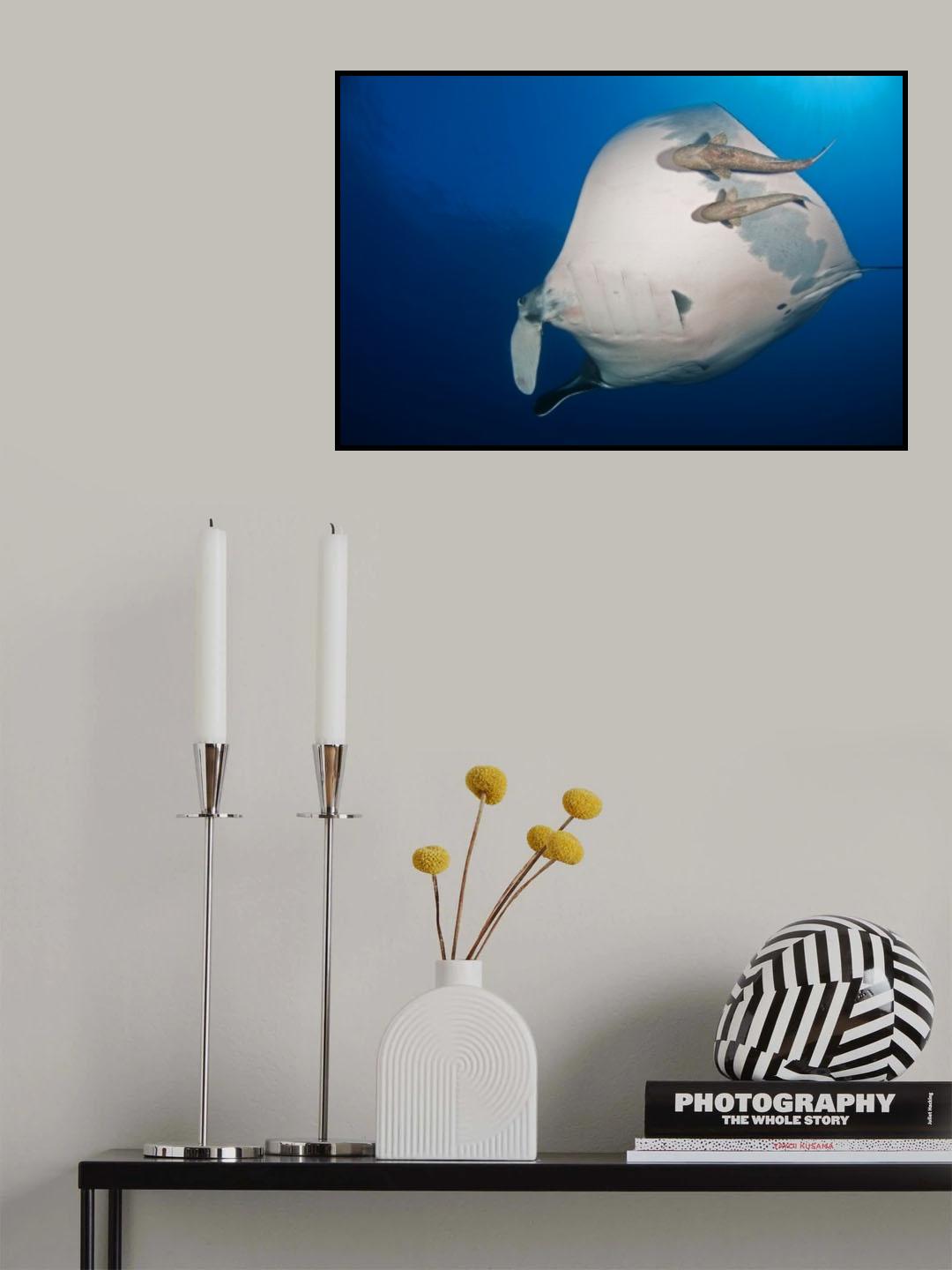 Manta Ray and Remoras Poster och Canvastavla