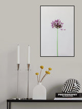 Chive flower Poster och Canvastavla